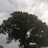 emilderekreiners - @derekreiners3 - TikTok