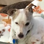 DJ Romano🐶 - @derek.jeter.romano - Instagram