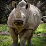 Derek Sain - @nsainbullies - Instagram