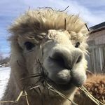 Derek Schenk - @schenkderek - Instagram