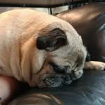 Derek Schoonover - @petunia_and_morty - Instagram