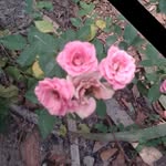 dereksemonegrete - @derek.4721 - Instagram