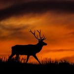 Derek Shenot - @derekshenot - Instagram