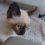 derek silveira - @ogato.derek_ - Instagram