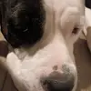 Mrs dog - @dereksolis743 - TikTok