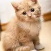 derekttharp97541 - @derekttharp97541 - TikTok