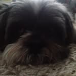 Derek trotter - @derek_the_cool_dog - Instagram