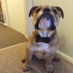 Derek Trotter - @delboy_the_bulldog - Instagram