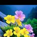Wilma Derwig - Facebook