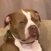 Derek Wilhelm - @derek.wilhelm - TikTok