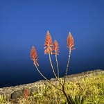 Derek Wilfred  Brand Wisdom - @dwizplants - Instagram
