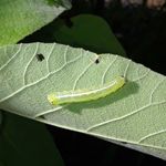 DEREK THE WORM - @derek.the.worm - Instagram