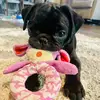 Kenji_the_Pug - @derekyamamoto2 - TikTok