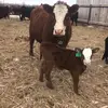 derekyanke - @derekyanke - TikTok