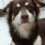 Derick.cão_ - @deri.ck.soares - Instagram