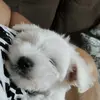 O cão Derek - @o_cao_derickofc - TikTok