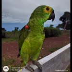 Peloco🦜💚 - @derick_green_ - Instagram