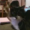 Derek LeBlanc - @derek.leblanc - TikTok