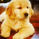 Derick Reyes - @derick.reyes.7798 - Instagram