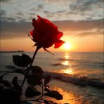 Derick Rose - Facebook