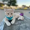 Chloe skate cat - @derik.long0 - TikTok