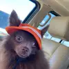 Grandma - @deriklovesporkchops - TikTok
