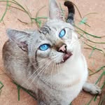 Derik_Tom - @derik.ta.com.fome - Instagram