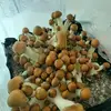 derick abel - @derick.abel - TikTok