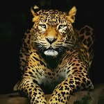 Derrick Alex - @derrickderr7 - Instagram
