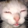 DerrickAtkinson - @terengbp0f3 - TikTok