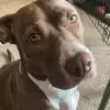 Big Dawg - @derrick.bedford8 - TikTok