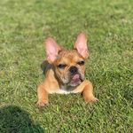 Derrick Brewer - @bobo.brewer.dafrenchie - Instagram