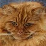 @derrickdowneyjr.i7 - Instagram