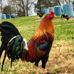 Derrick gaskins - @gaskinsderrick - Instagram