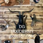 Derrick Gomes - @dg_taxidermy - Instagram