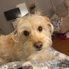 DorrieKgrams - @dorriekwapisz - TikTok