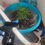 Derrick grantham - @stonerdemon420666 - Instagram