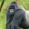 Silverback True - @derrickharrison70 - TikTok