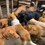 CHILDREN FOUNDATION - @derrick_dog_nation - Instagram