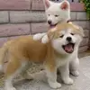 derrickobrien575 - @miracle_baby_123 - TikTok