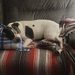 Derrick Parks - @sirefluuffypants - Instagram
