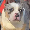 Derrick Parris145 - @internationalxlbullies - TikTok