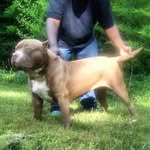 Derrick Parris - @international_xl_kennels - Instagram