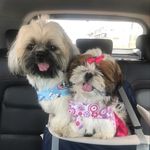 💙🐶Karev 🐶Izzo 🐶Derick & Izzie in memorian🐶😇❤️ - @karevizzoderickshitzu - Instagram