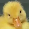 derricksoto44 - @derricksoto44 - TikTok