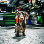 Derrick lea - @derrickthedachsund - Instagram