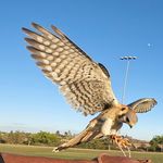 Derrick Thrasher - @birddogfalconer - Instagram