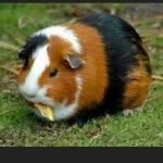 Derrick Weeks - @thatguineapigguy - Instagram
