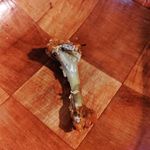 Derrick Jackson - @wolf.derrick - Instagram