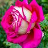 desai reddy - @user906071706 - TikTok